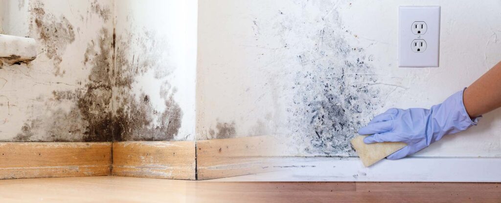 Mildew vs Mold