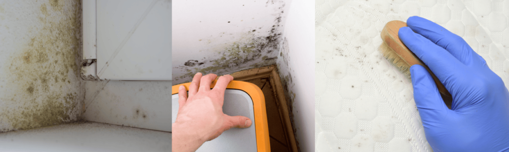 Mold Inspection in St Charles